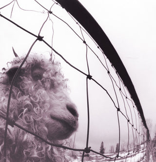 Pearl Jam - VS. LP - 180g Audiophile NEW